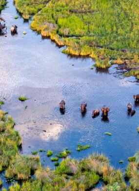 Aerial view of wildlife congregating in Botswana's Delta Okavango