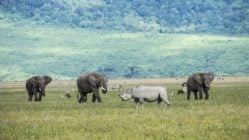 Rhino, African elephants, zebra and game in the grassy plains of the Ngorongoro Crater, Tanzania